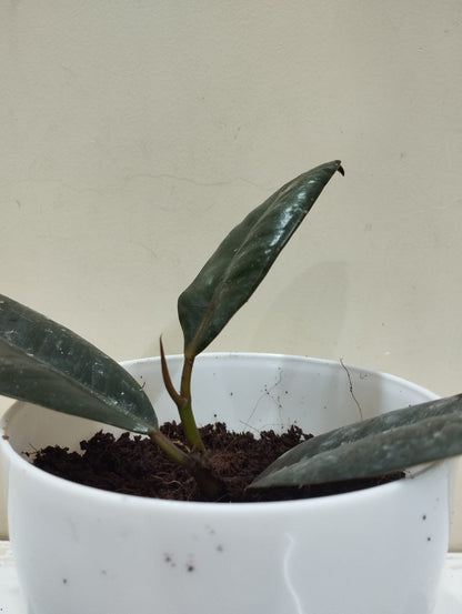 Rubber Plant – White Pot with Coco Peat  Air Purifying Indoor Plant