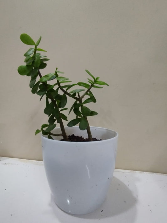 🌱 Jade Plant – White Pot with Coco Peat 🌿 Lucky Indoor Succulent for Décor & Gifting