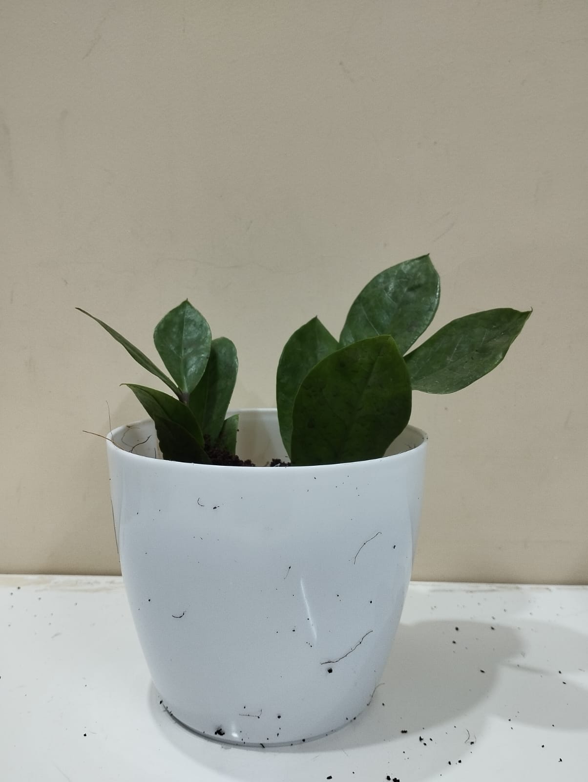 🌱 Green ZZ Plant – White Pot with Coco Peat 🍃 Low Maintenance Indoor Plant for Décor & Gifting