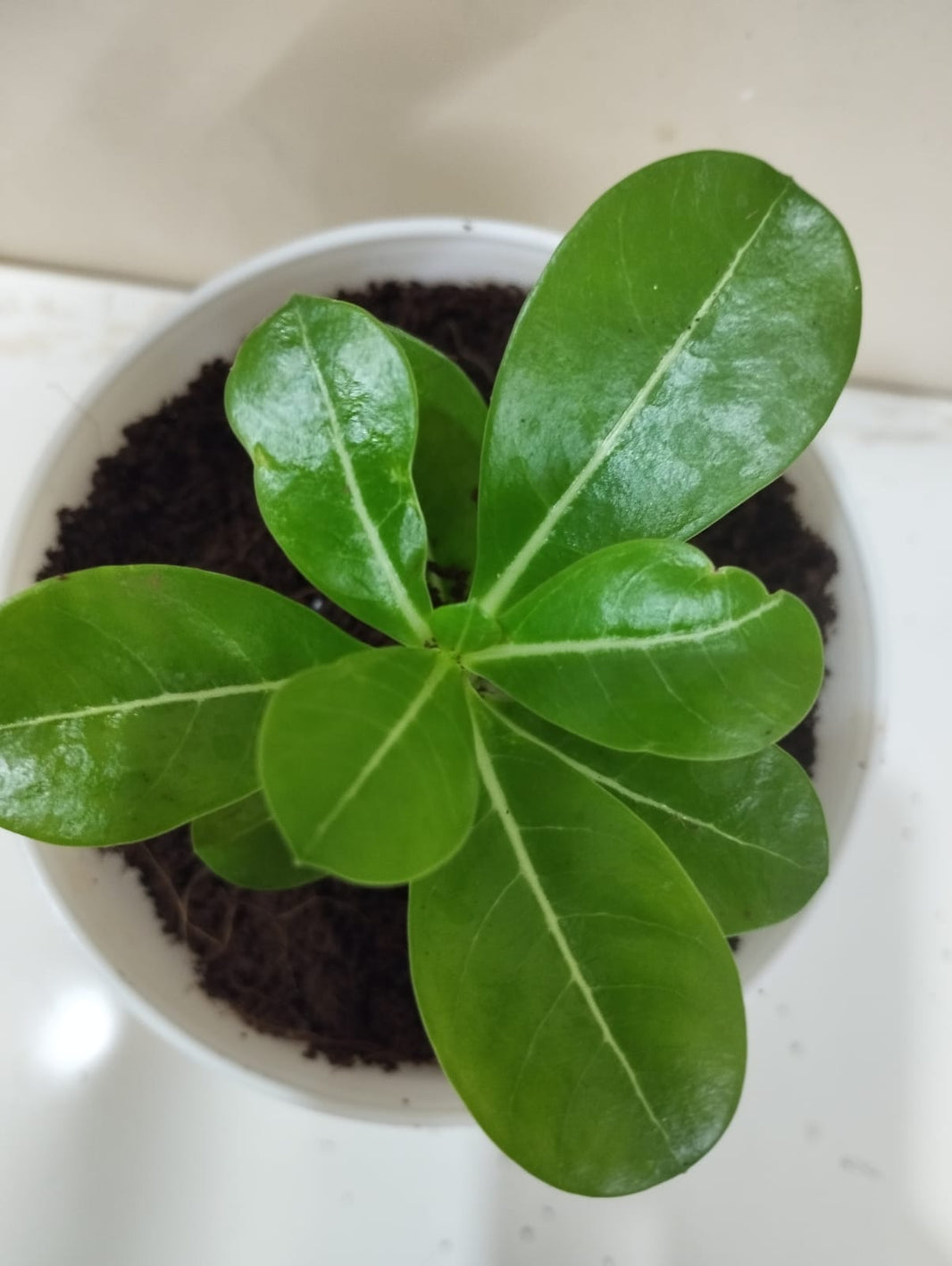 Products – matho