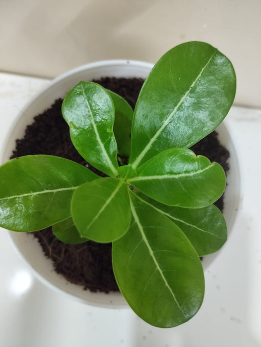 Adenium (Desert Rose) in White Pot + Coco Peat