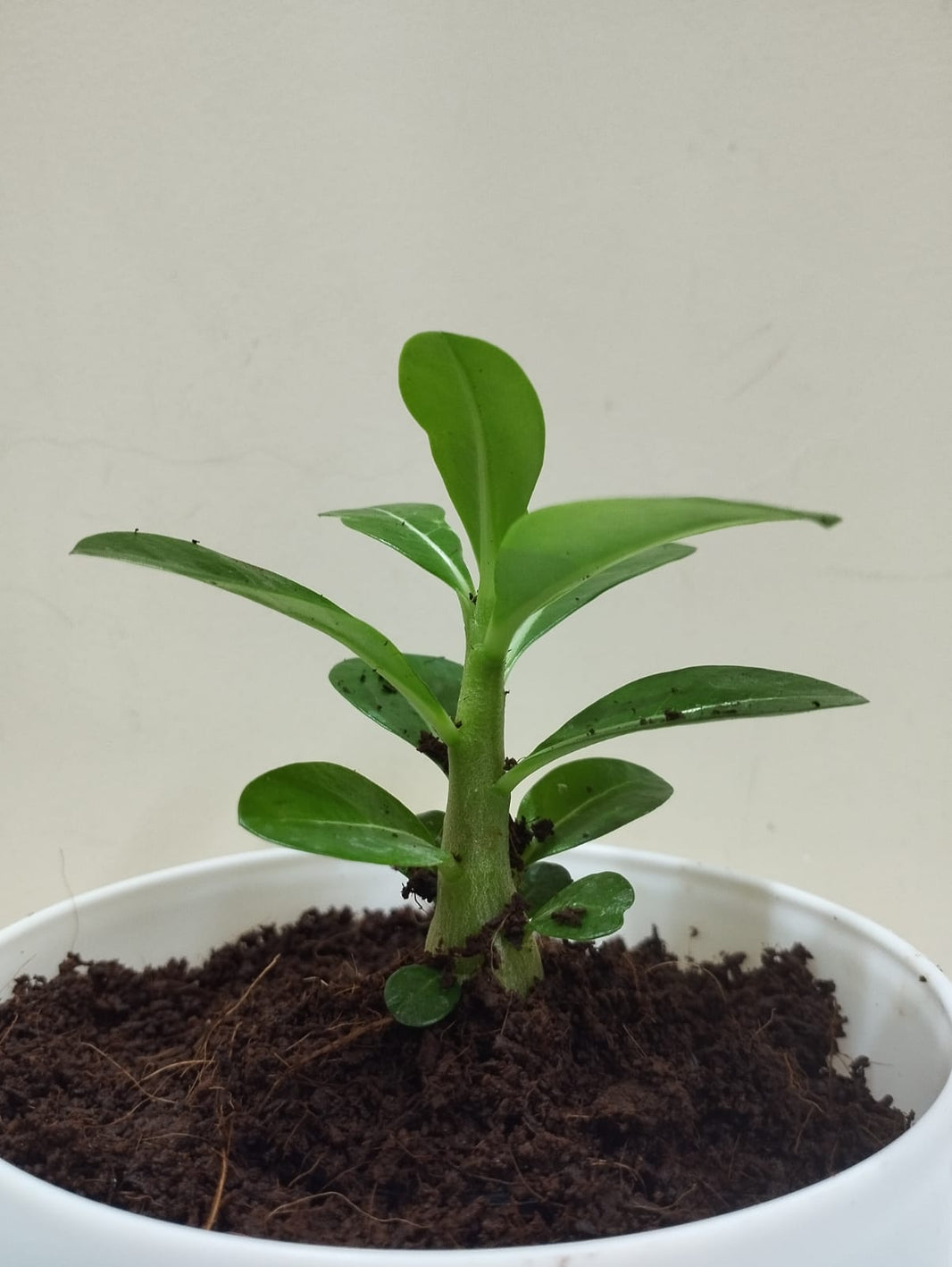Products – matho