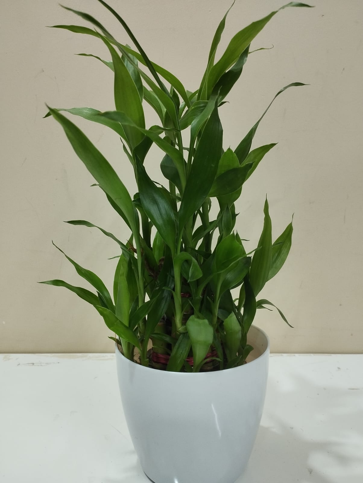 Lucky Bamboo - White Pot with 8 Stalks → Growth, prosperity & success 📈