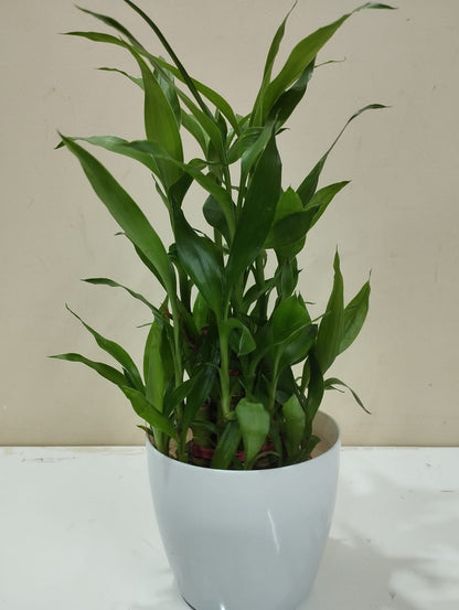 Lucky Bamboo - White Pot with 8 Stalks → Growth, prosperity & success 📈
