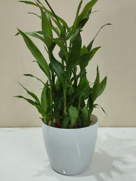 Lucky Bamboo - White Pot with 8 Stalks → Growth, prosperity & success 📈