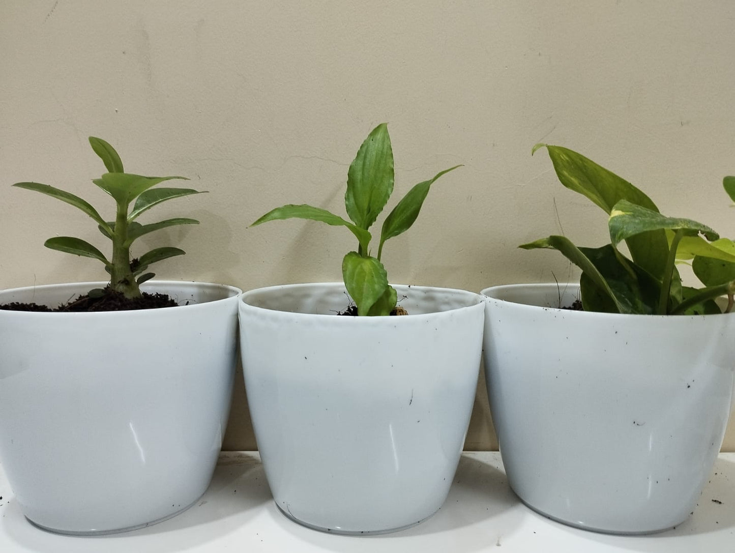 Combo - Adenium ,peace , money plant