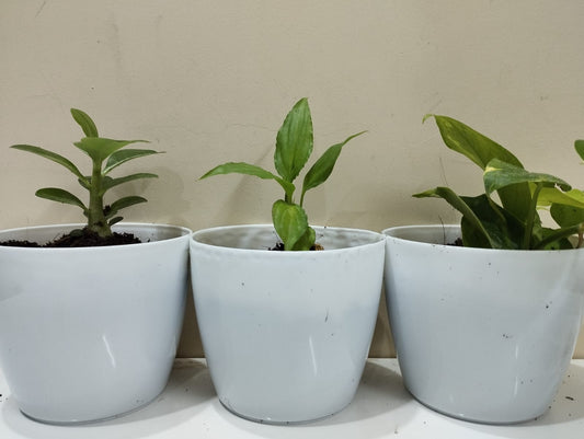 Combo - Adenium ,peace , money plant