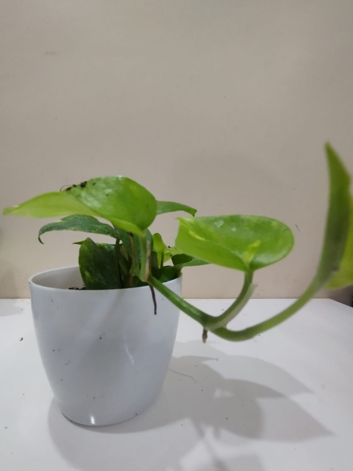 Money Plant – White Pot with Coco Peat  Lucky Indoor Plant for Décor & Gifting