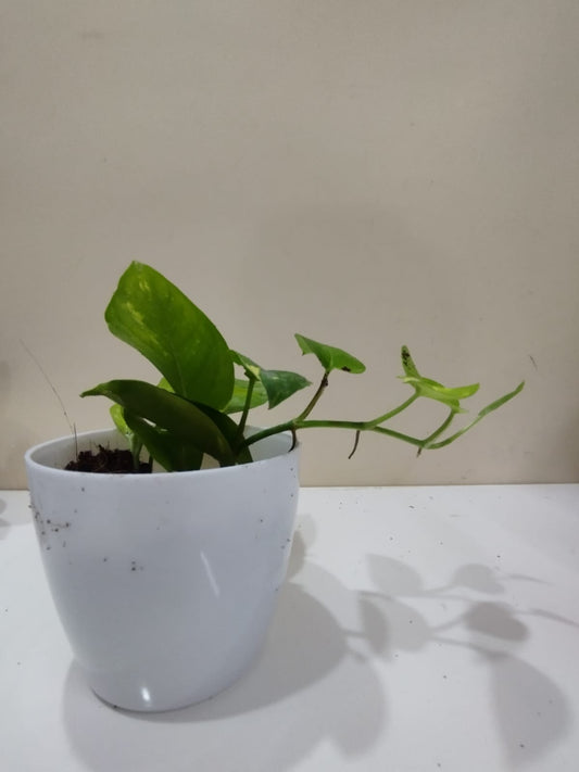 Money Plant – White Pot with Coco Peat  Lucky Indoor Plant for Décor & Gifting