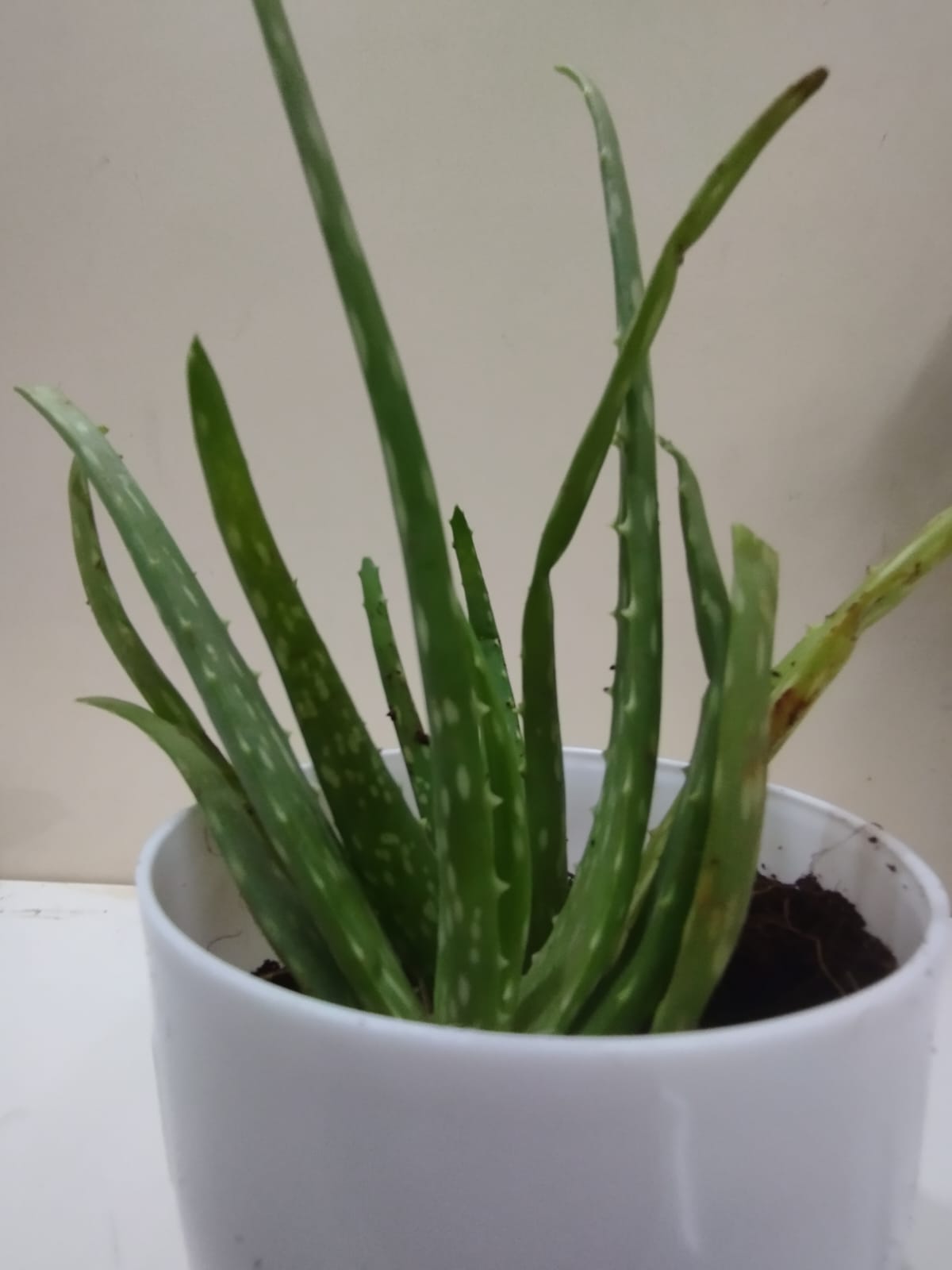🌱 Aloe Vera – White Pot with Coco Peat 🌿 Medicinal & Air Purifying Indoor Plant