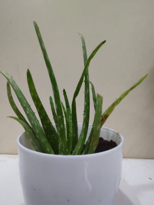 🌱 Aloe Vera – White Pot with Coco Peat 🌿 Medicinal & Air Purifying Indoor Plant