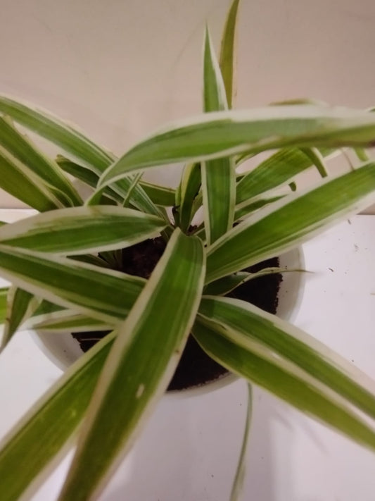 🌱 Spider Plant – White Pot with Coco Peat 🌿 Air Purifying Indoor Plant