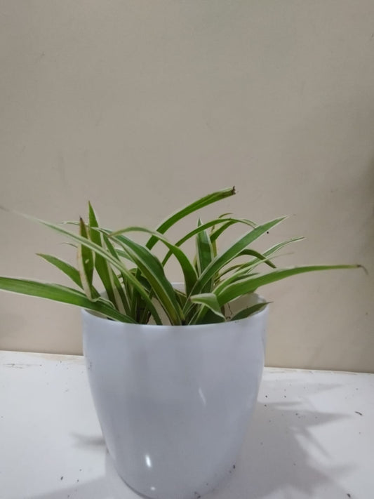 🌱 Spider Plant – White Pot with Coco Peat 🌿 Air Purifying Indoor Plant