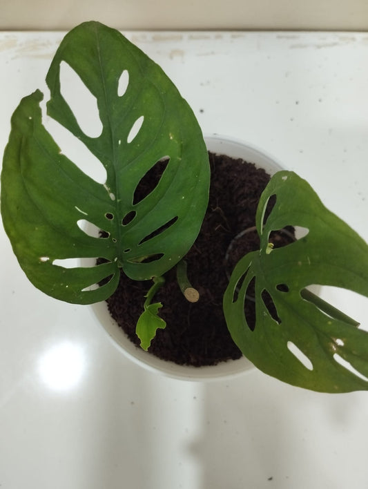 🌱 Monstera Broken Heart – White Pot with Coco Peat 🍃 Trendy Indoor Plant for Décor & Gifting