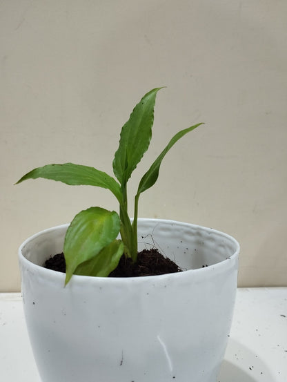 Peace Lily – White Pot with Coco Peat  Air Purifying Indoor Plant