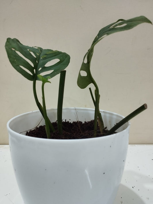 🌱 Monstera Broken Heart – White Pot with Coco Peat 🍃 Trendy Indoor Plant for Décor & Gifting