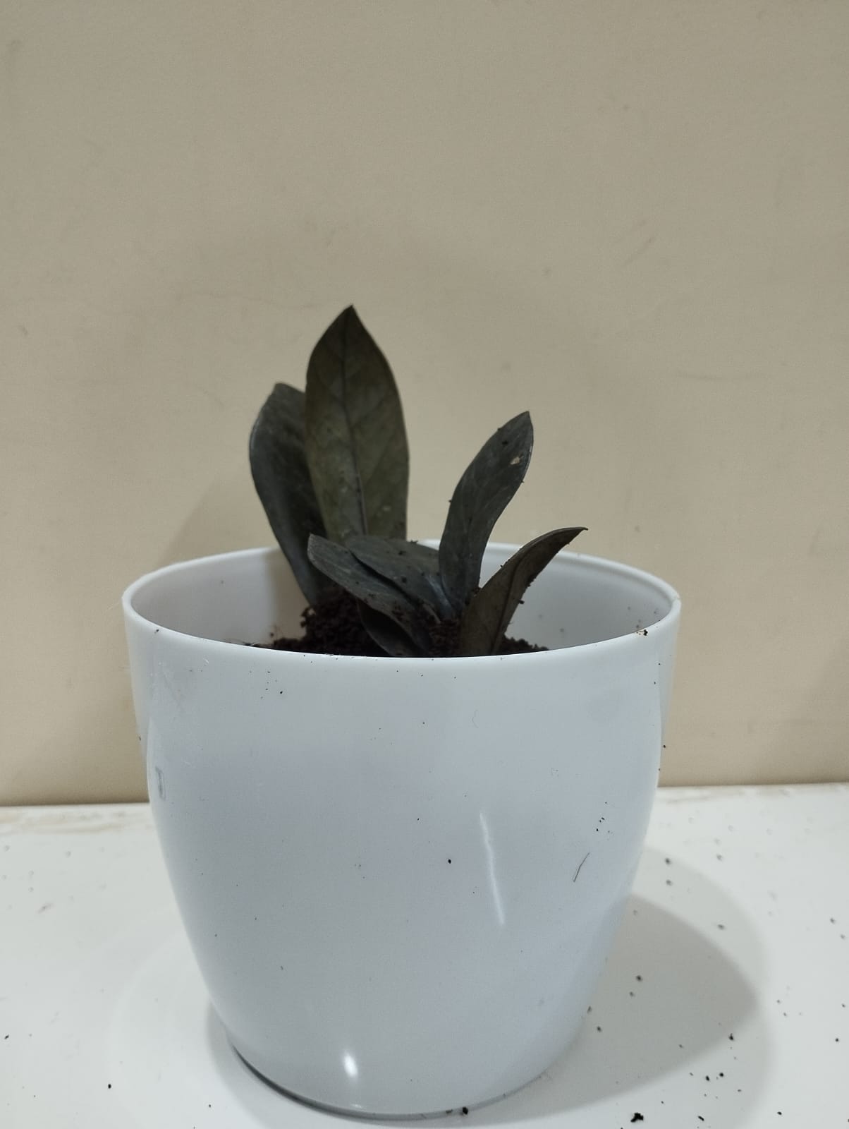 🌱 Black ZZ Plant – White Pot with Coco Peat 🖤 Rare Indoor Plant