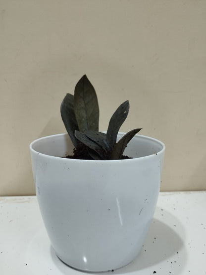 🌱 Black ZZ Plant – White Pot with Coco Peat 🖤 Rare Indoor Plant