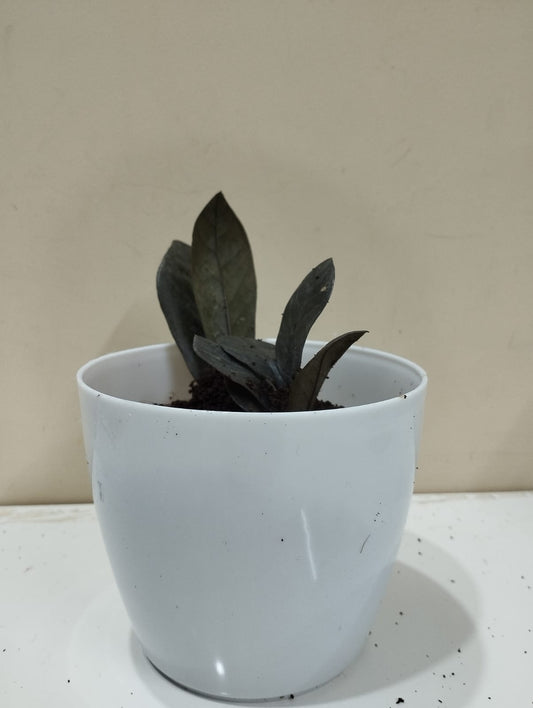🌱 Black ZZ Plant – White Pot with Coco Peat 🖤 Rare Indoor Plant