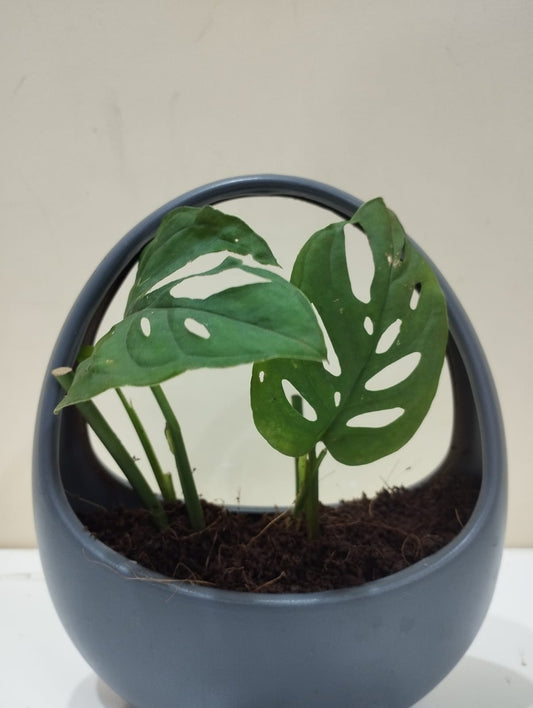 Monstera Broken Heart (Adansonii) Sapling – Decorative Basket with Coco Peat  Perfect for Indoor Décor & Gifting