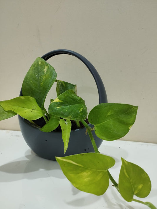 Money Plant Sapling – Decorative Basket with Coco Peat for Home & Office