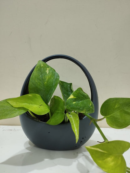 Money Plant Sapling – Decorative Basket with Coco Peat for Home & Office