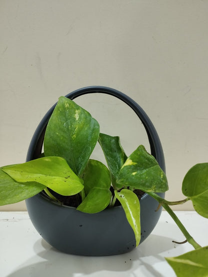 Money Plant Sapling – Decorative Basket with Coco Peat for Home & Office