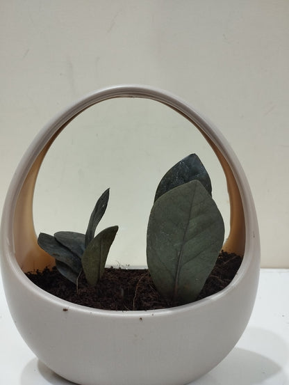 Black ZZ Plant (Raven) Sapling – Decorative Basket with Coco Peat  Perfect for Indoor Décor & Gifting