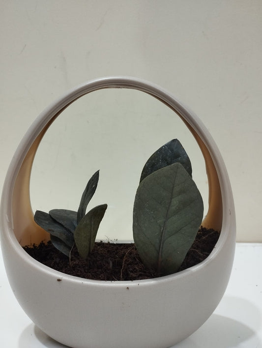 Black ZZ Plant (Raven) Sapling – Decorative Basket with Coco Peat  Perfect for Indoor Décor & Gifting