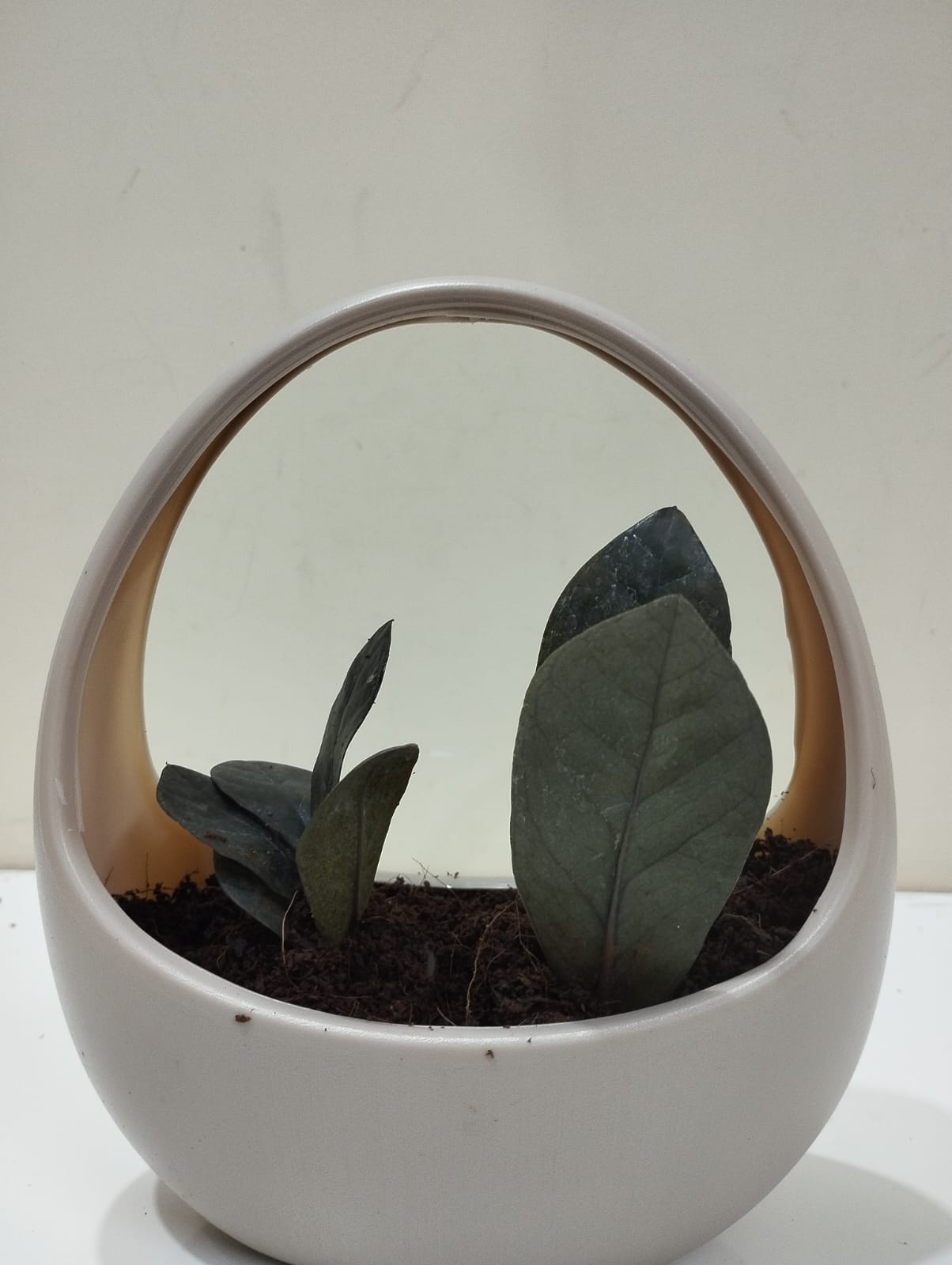 Black ZZ Plant (Raven) Sapling – Decorative Basket with Coco Peat  Perfect for Indoor Décor & Gifting