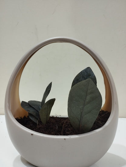 Black ZZ Plant (Raven) Sapling – Decorative Basket with Coco Peat  Perfect for Indoor Décor & Gifting