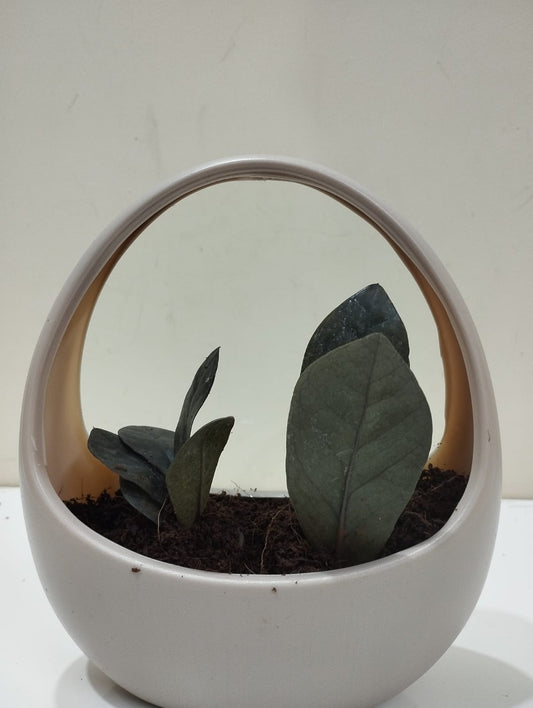 Black ZZ Plant (Raven) Sapling – Decorative Basket with Coco Peat  Perfect for Indoor Décor & Gifting
