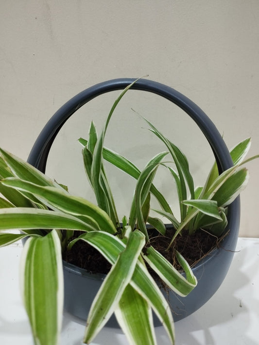 Spider Plant Sapling – Decorative Basket with Coco Peat for Home & Office