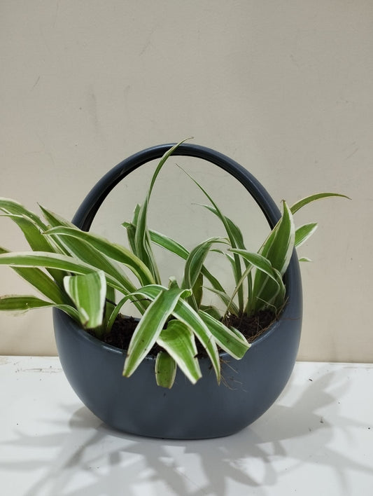Spider Plant Sapling – Decorative Basket with Coco Peat for Home & Office