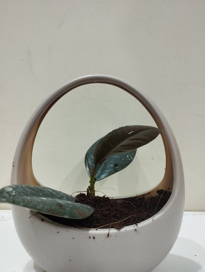 Rubber Plant Sapling – Decorative Basket with Coco Peat  Perfect for Indoor Décor & Gifting