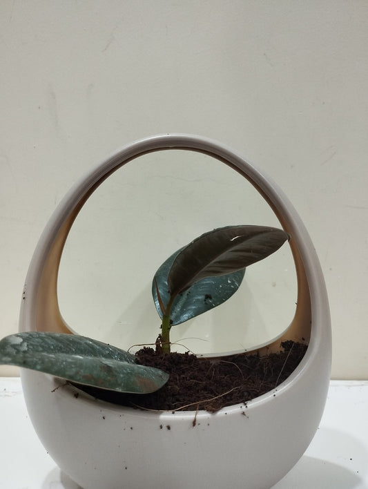 Rubber Plant Sapling – Decorative Basket with Coco Peat  Perfect for Indoor Décor & Gifting