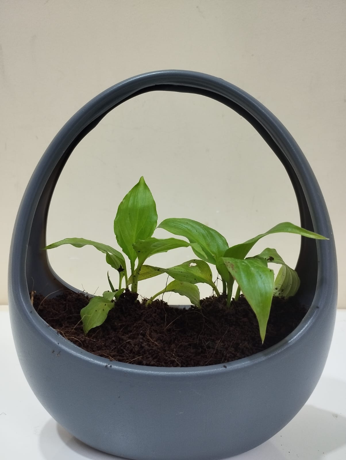Peace Lily Sapling – Decorative Basket with Coco Peat for Home & Office