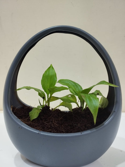 Peace Lily Sapling – Decorative Basket with Coco Peat for Home & Office