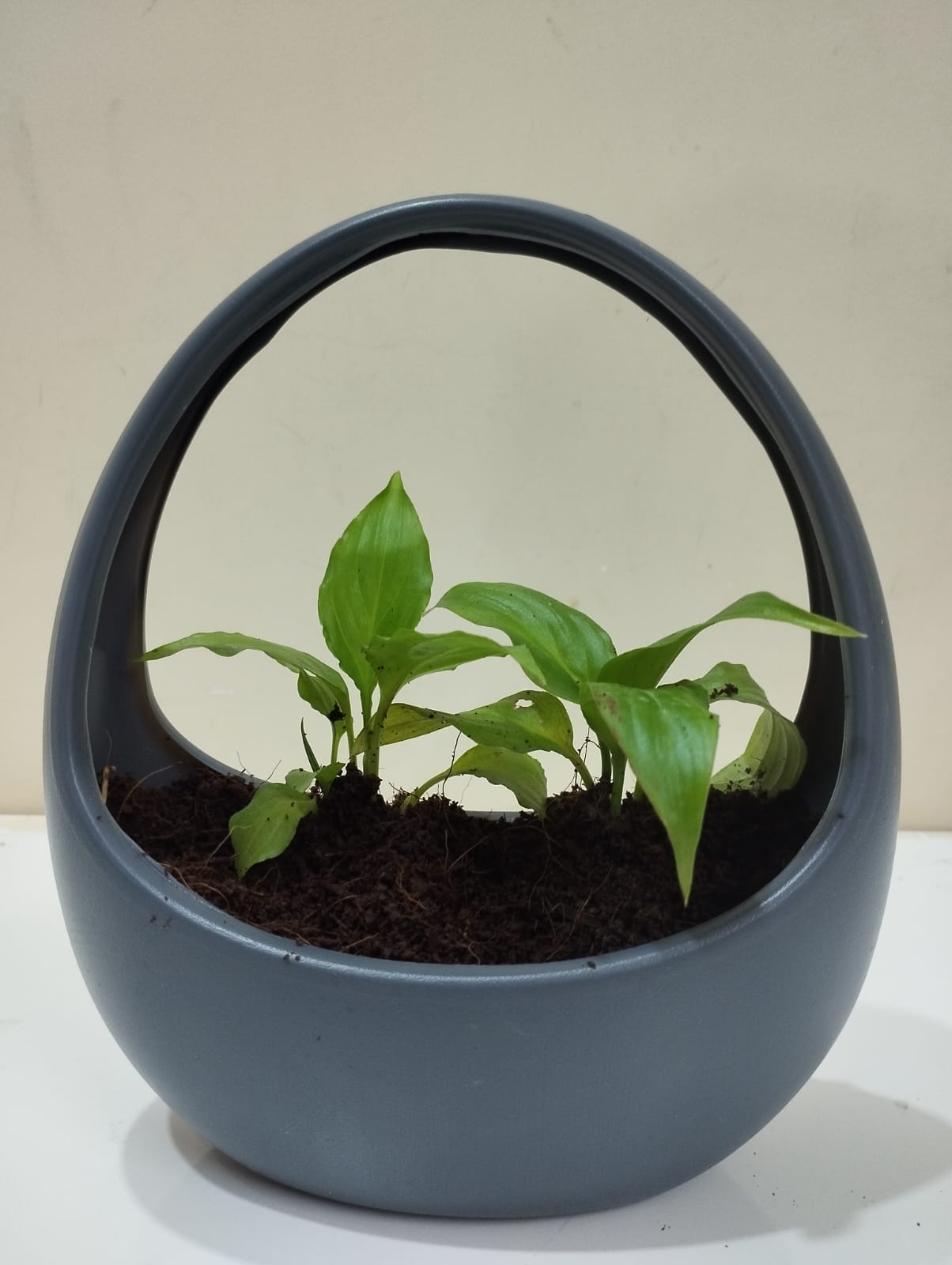 Peace Lily Sapling – Decorative Basket with Coco Peat for Home & Office