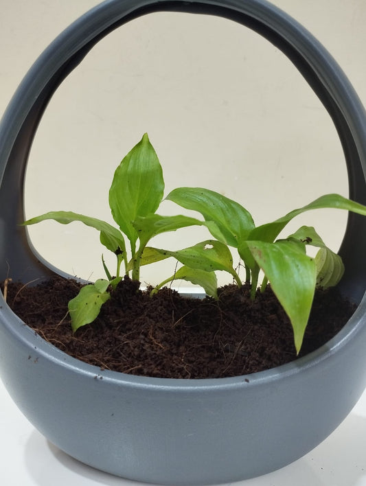 Peace Lily Sapling – Decorative Basket with Coco Peat for Home & Office