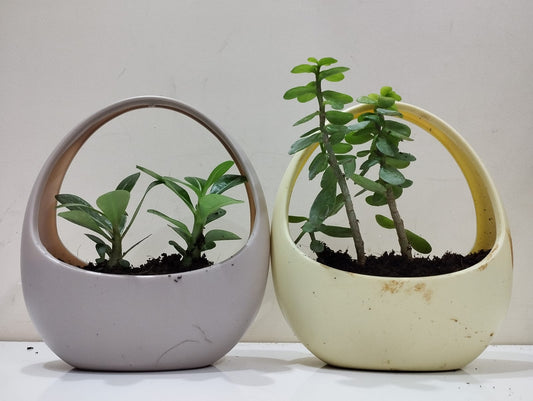 Bio- Adenium , jade plant