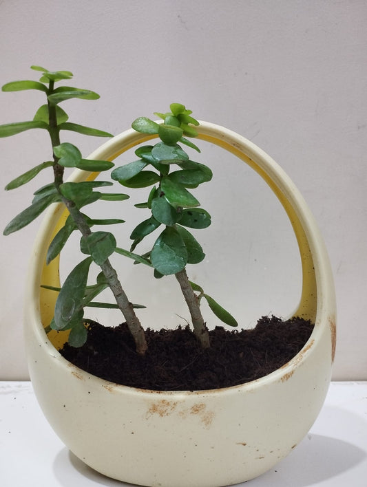 Jade Plant Sapling – Decorative Basket with Coco Peat  Ideal for Indoor Décor & Gifting