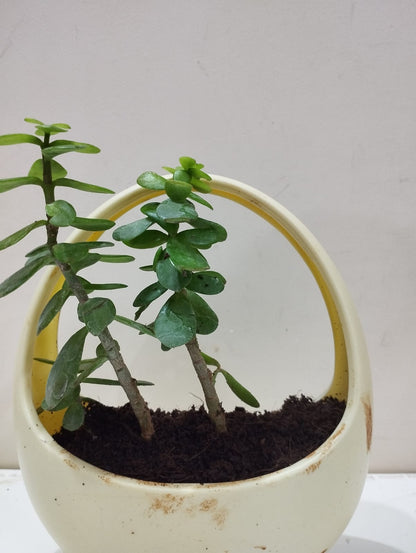 Jade Plant Sapling – Decorative Basket with Coco Peat  Ideal for Indoor Décor & Gifting
