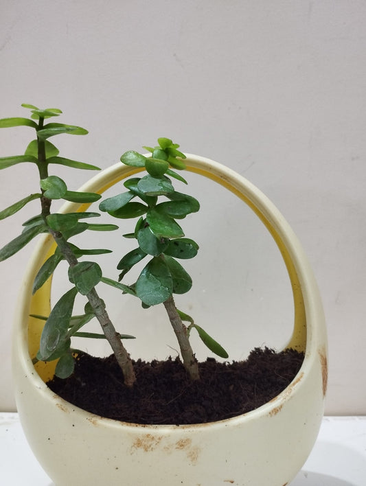 Jade Plant Sapling – Decorative Basket with Coco Peat  Ideal for Indoor Décor & Gifting