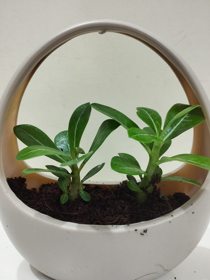 Adenium (Desert Rose) Sapling – Decorative Basket with Coco Peat  Perfect for Indoor Décor & Gifting