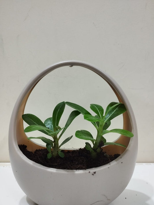 Adenium (Desert Rose) Sapling – Decorative Basket with Coco Peat  Perfect for Indoor Décor & Gifting