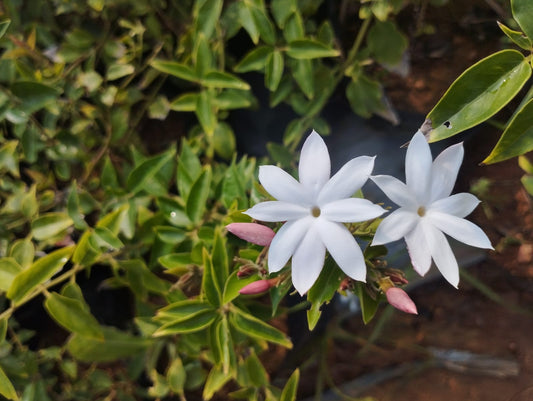 Kagada Malle – Fragrant White Blossom with White Pot