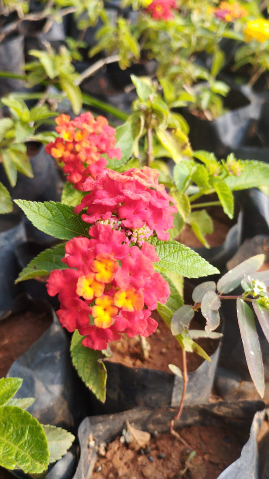 Lantana Flower Plant – Colorful Butterfly Magnet with White Pot