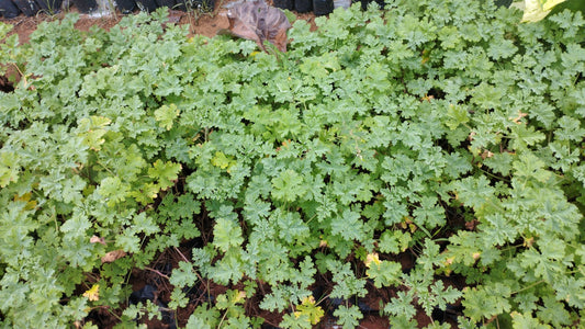 Odomos Plant – Nature’s Mosquito Blocker with White Pot