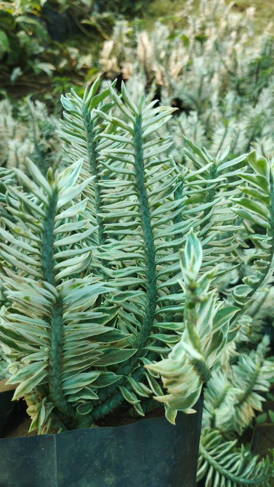 Variegated Peda Lantus – Unique Stem Pattern with White Pot